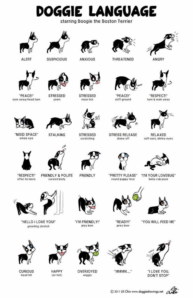 Se hvordan hunden siger til dig at den er feks glad, trist, stresset eller bange.